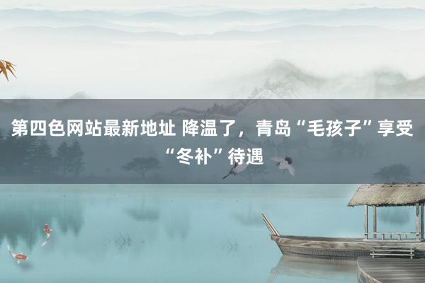 第四色网站最新地址 降温了，青岛“毛孩子”享受“冬补”待遇